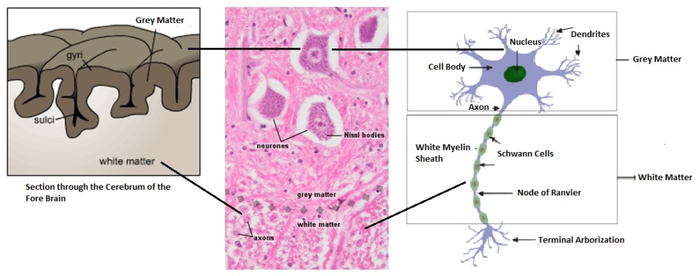 Comparison of White and Grey Matter