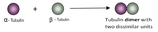 Tubulin Dimer Formation 6